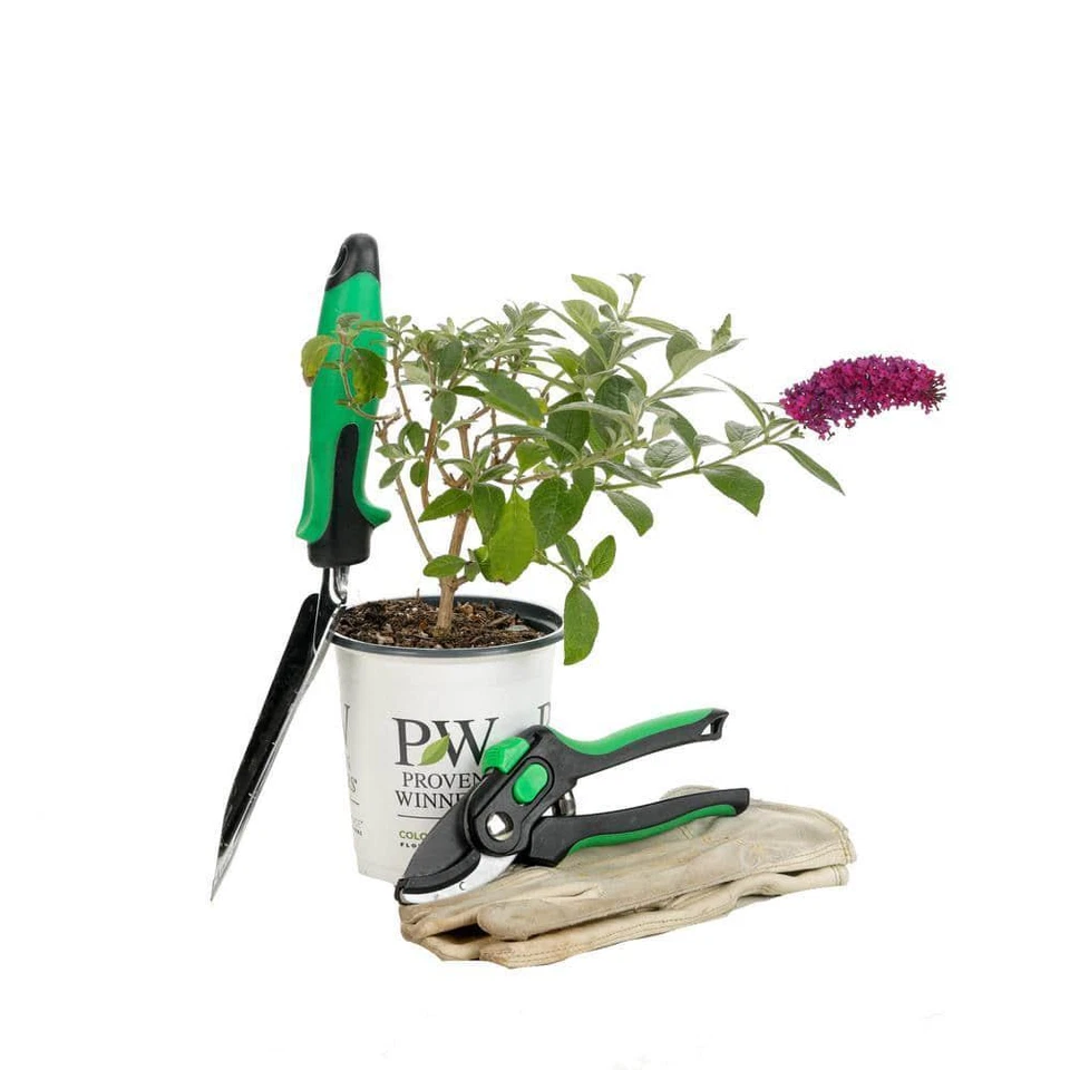 Arbusto mariposa ganador probado planta viva Miss Molly flor rosa arbusto Qt Foto 4 de 4