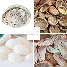 ABALONE Shell Seashells Natural Craft Shells Authentic Ocean Shell Display Art