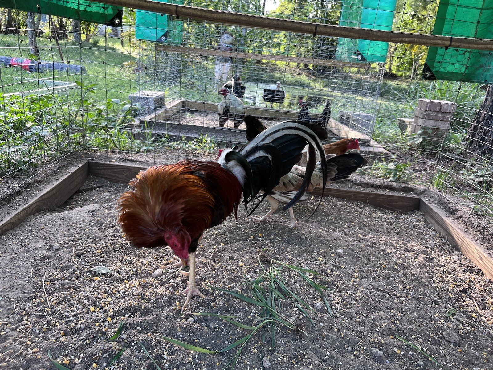 6 Jumper Cecil Davis Kelso Poultry Chicken Hatching Eggs eBay