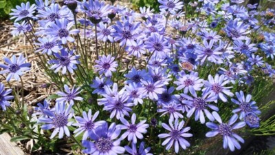 Felicia Heterophylla 25 Seeds, True Blue African Annual Perennial Daisy  Plants | eBay