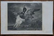 ORIGINAL 19TH CENTURY-ARCHER AFTER LANCE-THE KNITTING MALLARD-HUNTING-HUNT ENGRAVING