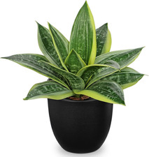 23CM Fake Snake Plans in Black Pots, Yellow and Green Artificial Sansevierias, R