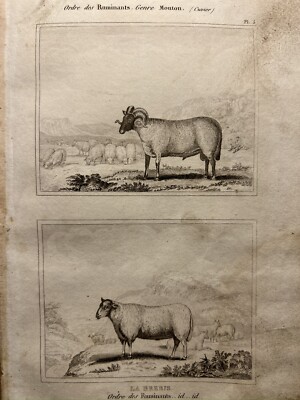 ANTIQUE ILLUSTRATION 1835 SHEEP BARAN GOAT LAMB ANGORA STEEL ENGRAVING ANIMALS NATURE