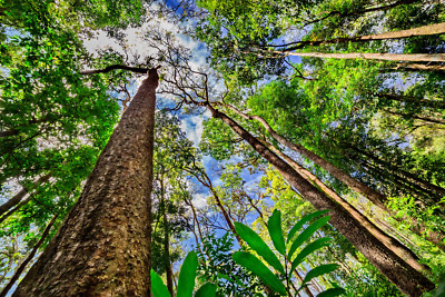 Rainforest Amazon Trees Upwards Sky View Ground View Poster