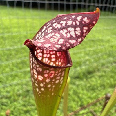 SARRACENIA X EXCELLENS (LEUCO  RED  X MINOR  OKEE GIANT ) HERRERA. MEDIUM GALLON