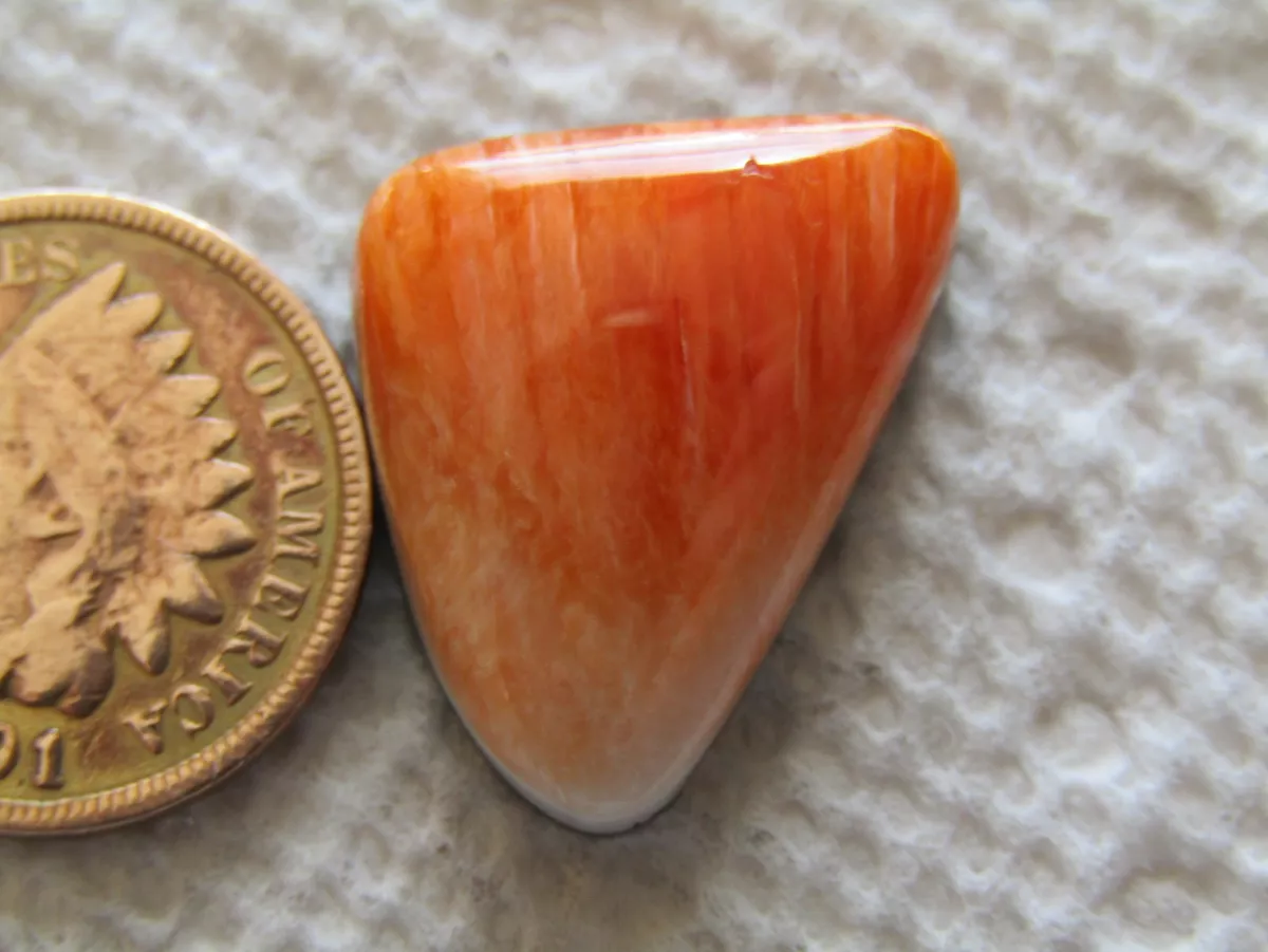 Spiny oyster best sale cabochons