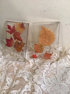 2 Plant Leaf Specimens in Acrylic Resin - Home Decor