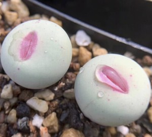 Conophytum Pageae | eBay
