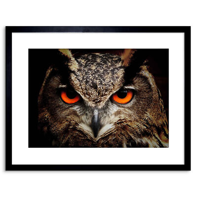 Photo Nature Bird Owl Close Up Eye Beak Prey Eagle Framed Print 9x7 Inch