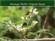 Tropical Seeds -Moringa oleifera PKM 2 -10 Seeds for Planting