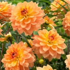 1 - GOLD Karma Dahlia Bulb Tuber Clump  STUNNING COLOR  GREAT for CUT FLOWERS