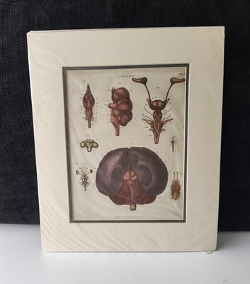 Antiker Kupferstich handkoloriert Zoologie 1829 Kupfer Enzyklopädie Londinensis 