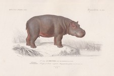 Hippopotamus amphibius Flusspferde Nilpferde engraving Orbigny Stahlstich 1861