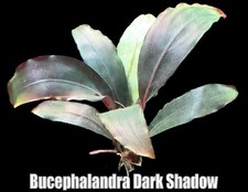 Bucephalandra Dark Shadow Live Aquatic Buce Epiphyte Rhizome Fish Shrimp Plants