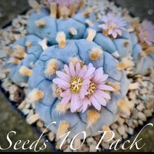 RARE SEEDS (10pk) L. “Tecolote”  x10 (Ten) Cactus US SELLER