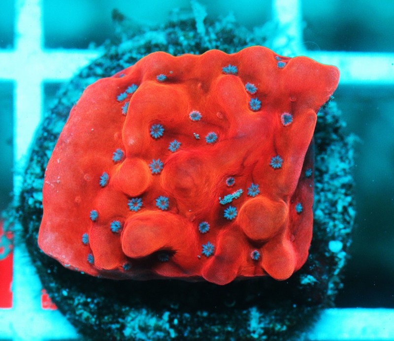 TSA The Beast Montipora Frag Zoanthids Zoa Paly SPS LPS Corals, WYSIWYG