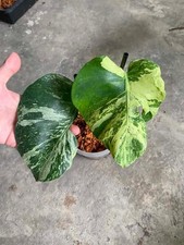 Monstera Ocean Mint Variegated, Rare House Plant, +heatpack