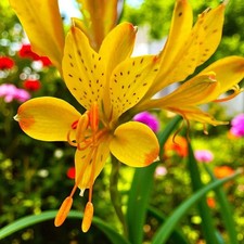 Alstroemeria Bare Roots - Peruvian Lily Pollinator Friendly Flowering Shrubs