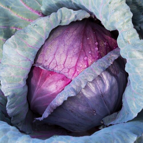 500 Red Acre Cabbage Seeds - Everwilde Farms Mylar Seed Packet - Picture 3 of 3