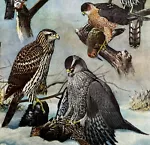 Hawk Types And Goshawk 1955 Plate Print Birds Of America Nature Art DWEE33