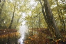 Landscape nature pond forest fall leaves mist morning Custom Gaming Mat Desk