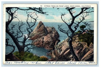 1934 Cypress Trees on Point Lobos Near Carmel California CA Postcard