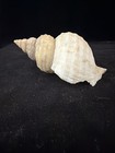 Neptune Lyrata Shell 100.4mm St Juan (S436) — photo 7