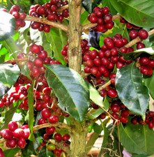 120  Premium Coffee Seedss Coffea spp. gayo var. Gayo Coffee Beans