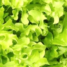 Salad Bowl Lettuce Seeds | NON-GMO Lettuce Seeds  | Fresh Heirloom Garden Seeds