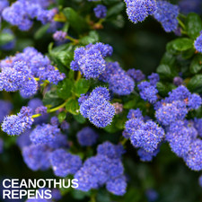 1 Large Plant - Ceanothus Repens, Ready to Plant in