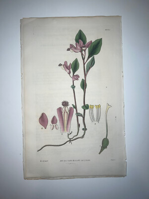Curtis Botanical Early 19th Century H/C Engraving 1st Ed Milkwort 2852
