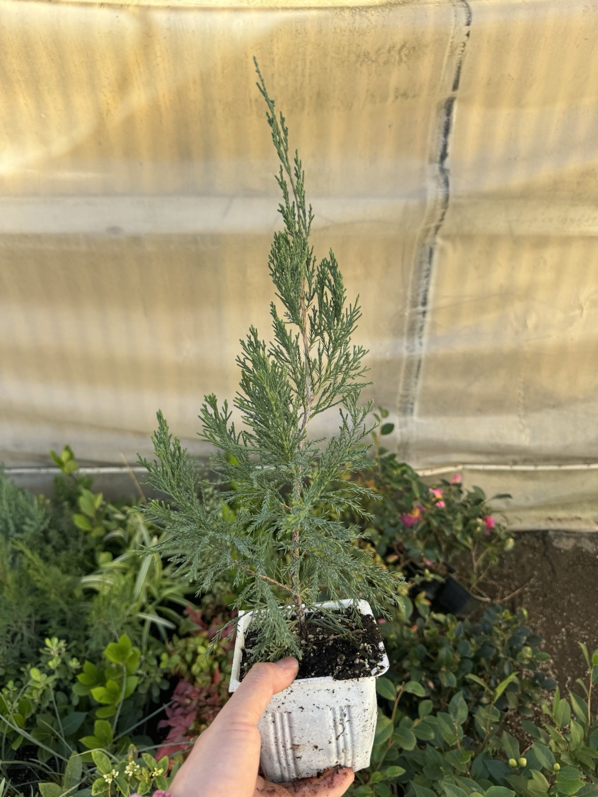 🌲 Spartan Juniper – Evergreen Columnar Conifer – Live Plant, Landscape Tree 🌲