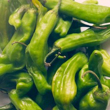 Shishito Pepper Seeds | Heirloom / Non-GMO | Free Shipping | 1014