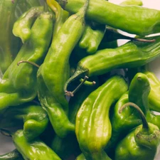 Shishito Pepper Seeds | Heirloom / Non-GMO | Free Shipping | Seed Store | 1014