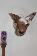 Fantasy Small Doe Whitetail Deer Head Shoulder Mount Taxidermy OOAK Mule Novelty