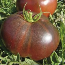 100 Black Krim Tomato Seeds Non-GMO Heirloom Free Shipping
