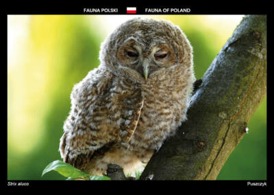 Postkarte  TAWNY   OWL    *  EULE     * Waldkauz  ** Postcard # 202