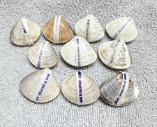  on The Hot Collector