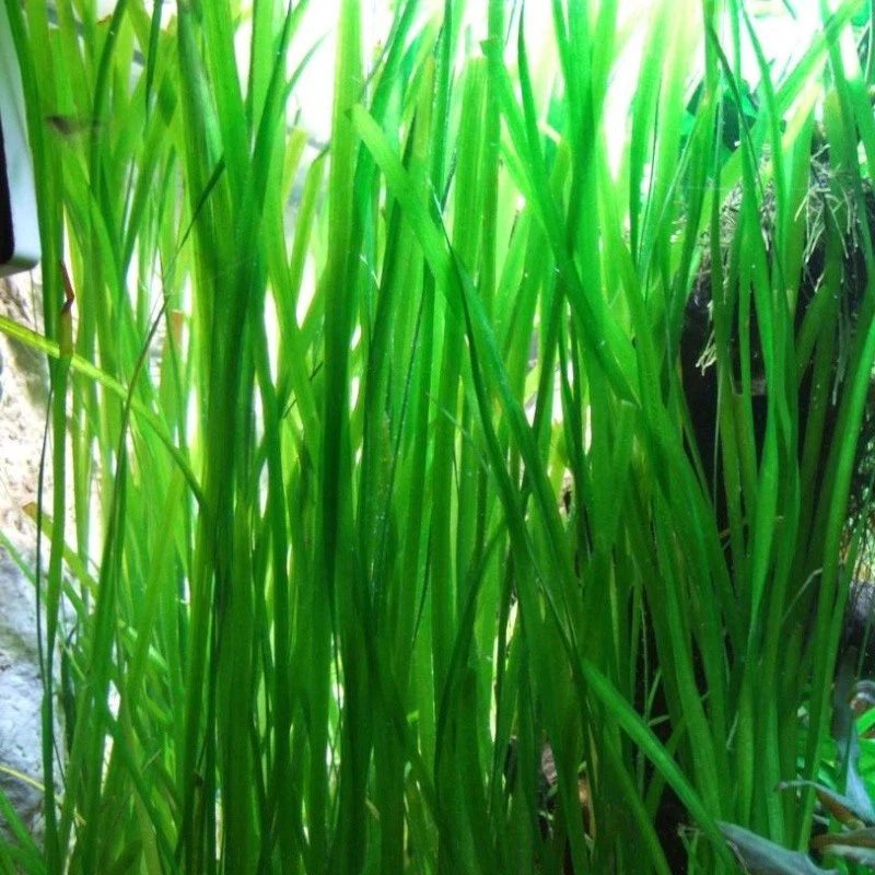 50 Jungle val plants live aquarium plants aquascaping planted tank easy - Image 2 of 4