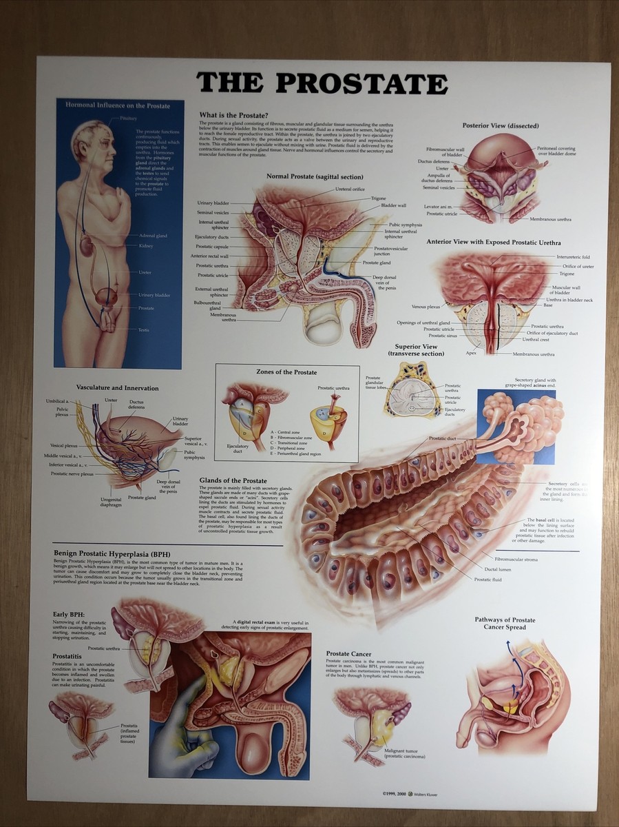 Male Prostate The Prostate Gland Anatomical Chart Anatomy Poster