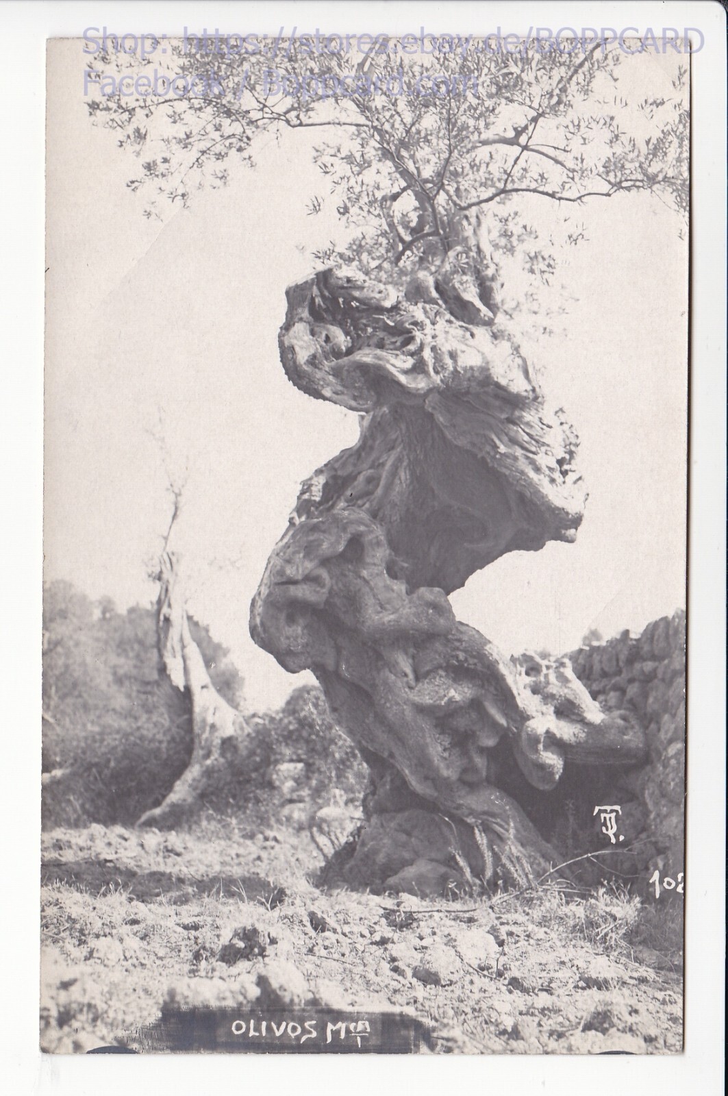 ESPAÑA, BALEARES, MAPA FOTOGRÁFICO OLIVO, OLIVOS, MALLORCA ca1920 Q