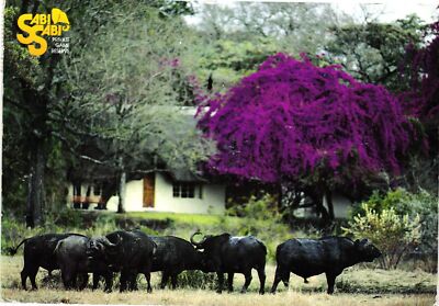 Vintage Postcard 4x6- Sabi Sabi Private Game Reserve
