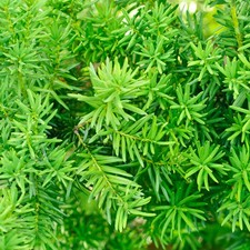 Pack of 12 Yew Hedging (Taxus baccata) Plants at 25-35cm