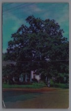 MARSHALL TX A&M SAM HOUSTON OAK NOT ALIVE TODAY TEXAS FOREST SERVICE postcard A5