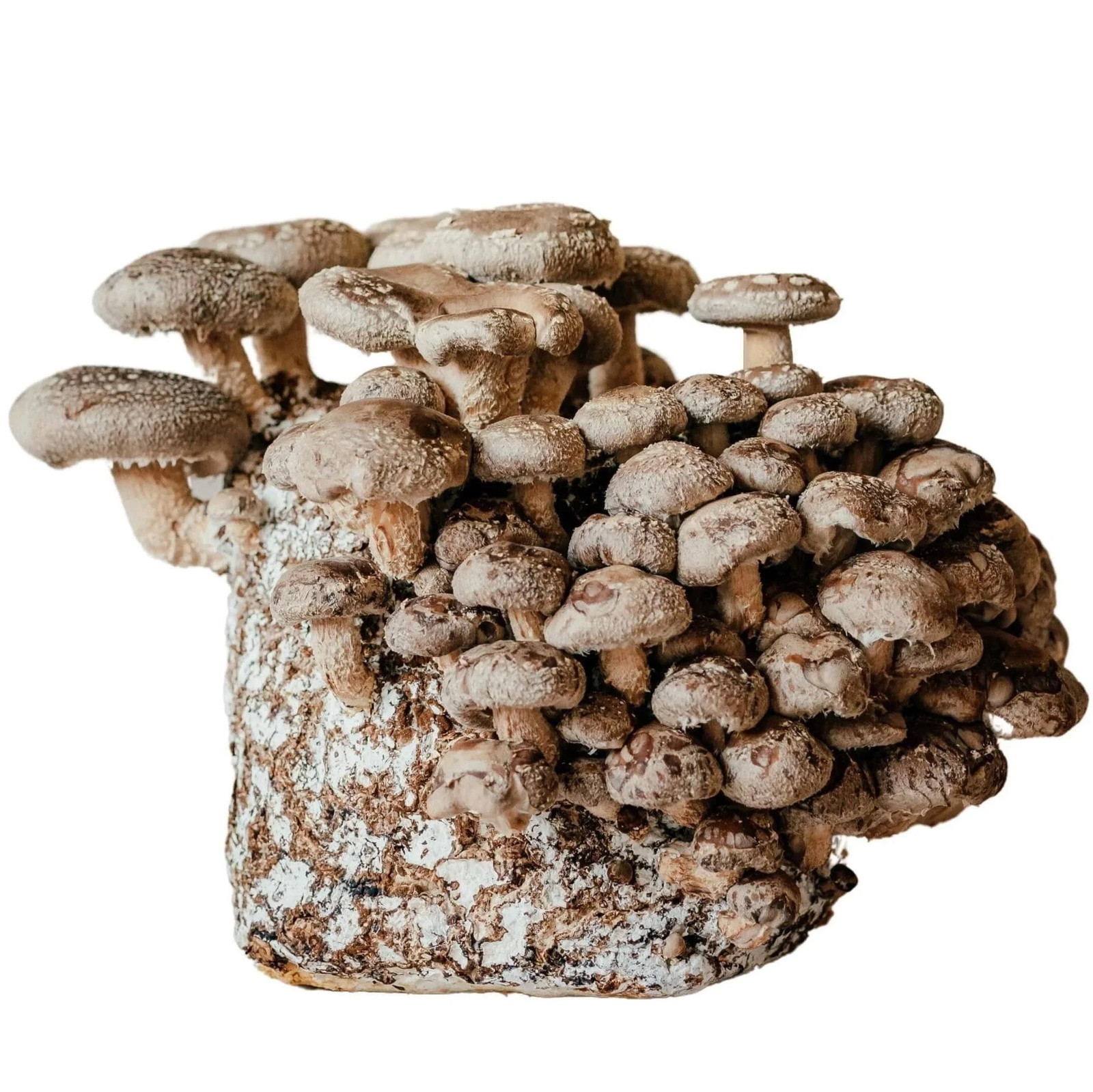 Ready Growing Shiitake Mushroom Growing Kit