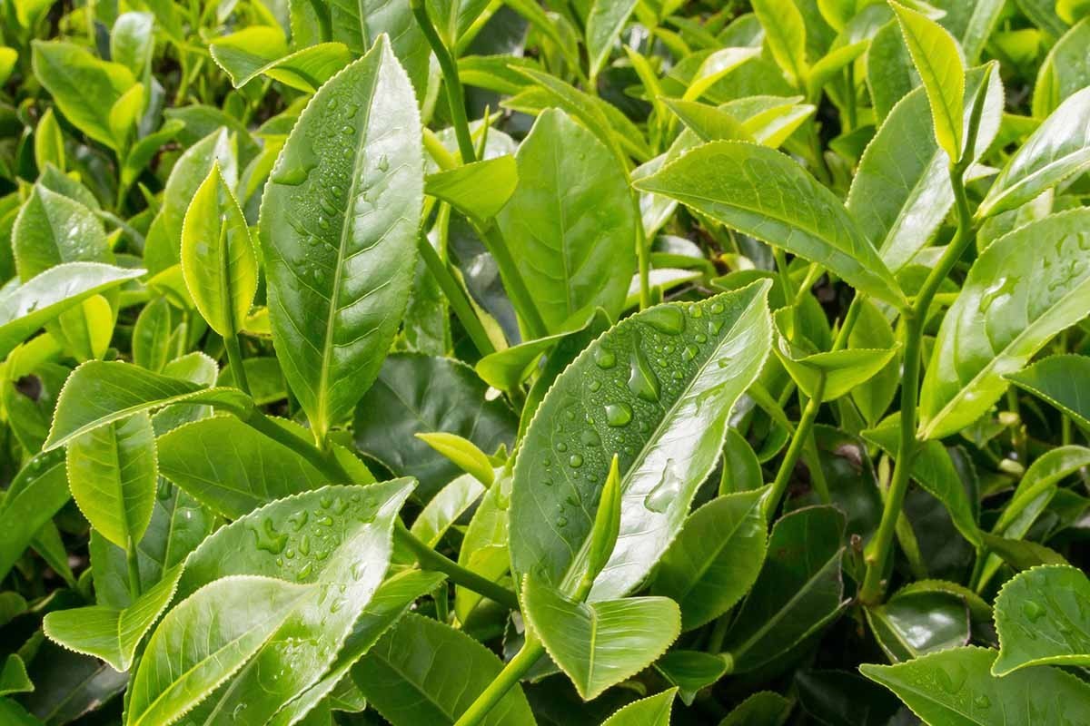 15 Tea Plant Seeds (Camellia Sinensis) &ndash;  green Tea Tree Seeds for Planting