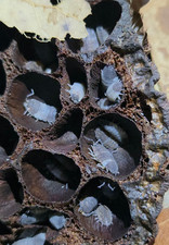 12 1 ct Porcellio Scaber 'Skewbald Tri' Isopods