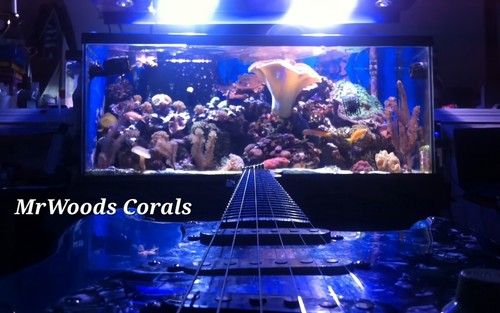 Large 3" - 4" Toadstool Mushroom Leather Coral