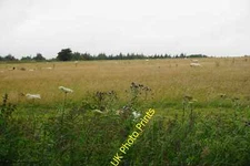 Photo 12x8 Sheep in long grass Charlton Abbots Near 300m above sea level,  c2015