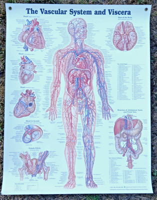 The Vascular System & Viscera Anatomical Chart | Laminated Wall Chart / Poster
